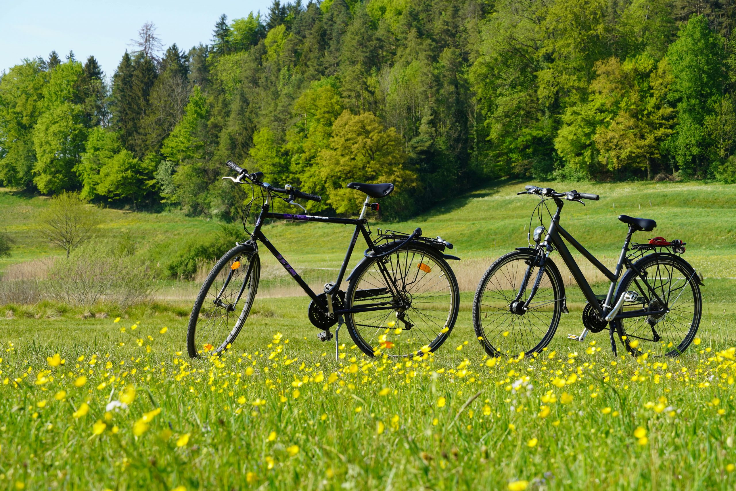 Two bicycles parked in a vibrant green field surrounded by blooming yellow flowers and lush trees.